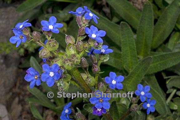 anchusa capensis 1 graphic